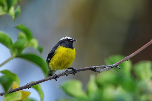 Bananaquit Coereba Flaveola Sentado Uma Árvore Ilha Carriacou Granada — Fotografia de Stock