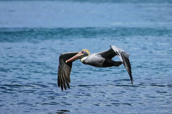 Pelican Brown Pelecanus Occidentalis Sedang Terbang Pulau Carriacou Grenada — Stok Foto