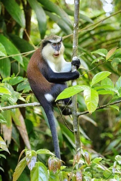 Mona Monkey Cercopithecus Mona Sitting Tree Grand Etang National Park — Stock Photo, Image