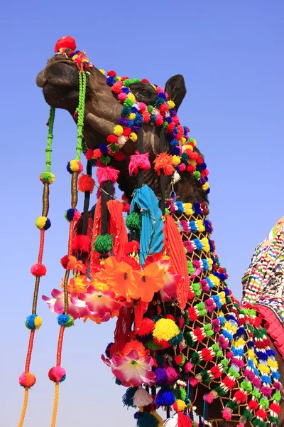 Portret urządzone wielbłąd pustynia festiwalu, jaisalmer, Indie — Zdjęcie stockowe