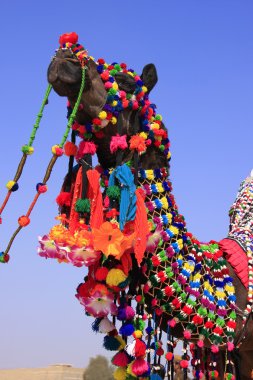 çöl Festivali, jaisalmer, Hindistan dekore edilmiş deve portre