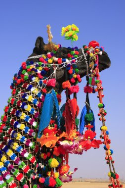 çöl Festivali, jaisalmer, Hindistan dekore edilmiş deve portre