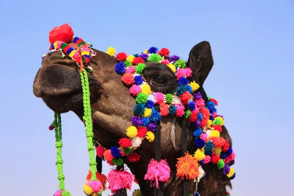 Çöl Festivali, jaisalmer, Hindistan dekore edilmiş deve portre — Stok fotoğraf