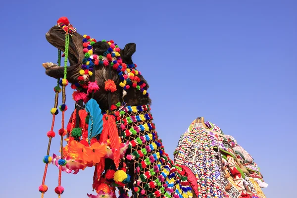 장식 된 낙 타 사막 축제, jaisalmer, 인도에서 초상화 — 스톡 사진