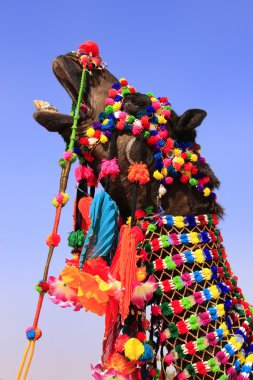 çöl Festivali, jaisalmer, Hindistan dekore edilmiş deve portre