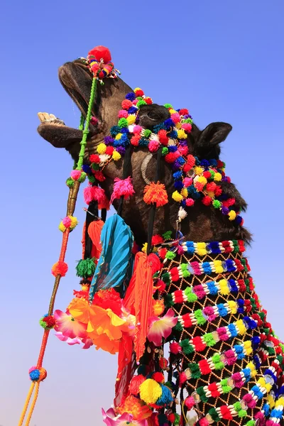 Portrait of decorated camel at Desert Festival, Jaisalmer, India — Stock Photo, Image