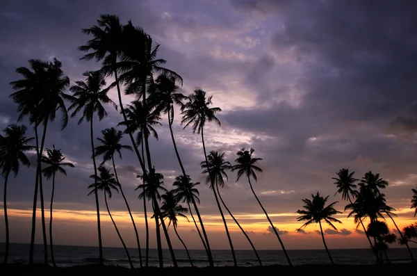 Gün batımı, unawatuna, sri lanka, kontrast palmiye ağaçları — Stok fotoğraf