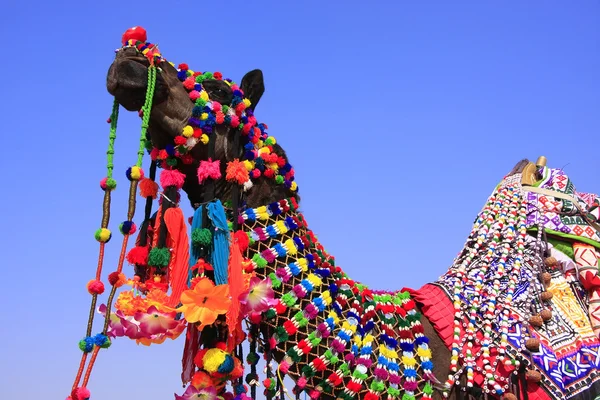 Portret urządzone wielbłąd pustynia festiwalu, jaisalmer, Indie — Zdjęcie stockowe