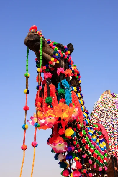 장식 된 낙 타 사막 축제, jaisalmer, 인도에서 초상화 — 스톡 사진
