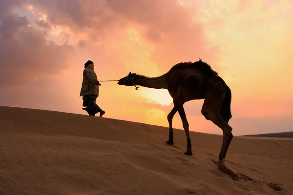 Silhouettierter Beduine, der bei Sonnenuntergang mit seinem Kamel geht, thar deser — Stockfoto