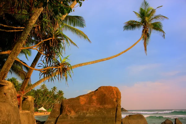 Leaning palm tree with big rocks, Unawatuna beach, Sri Lanka — Stock Photo, Image