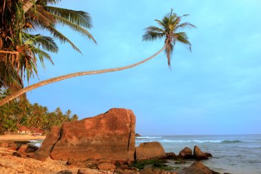 palmiye ağacı unawatuna beach, sri lanka büyük kayalar ile eğilerek