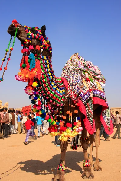 Geschmücktes Kamel beim Wüstenfest, jaisalmer, Indien — Stockfoto