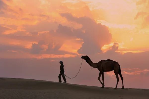 Silhouette mit einem Kamel bei Sonnenuntergang, thar Wüste in der Nähe von jais — Stockfoto