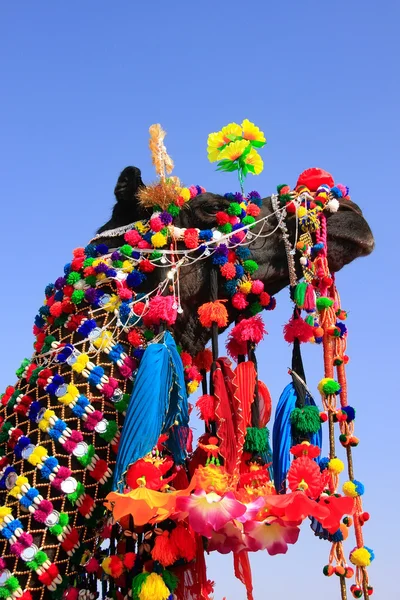 Portrait of decorated camel at Desert Festival, Jaisalmer, India — Stock Photo, Image