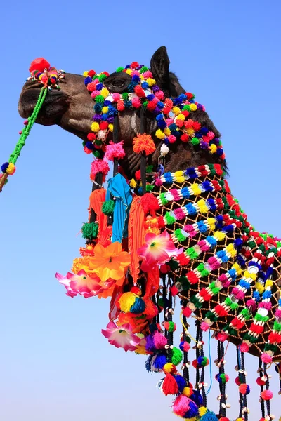 Portrait of decorated camel at Desert Festival, Jaisalmer, India — Stock Photo, Image