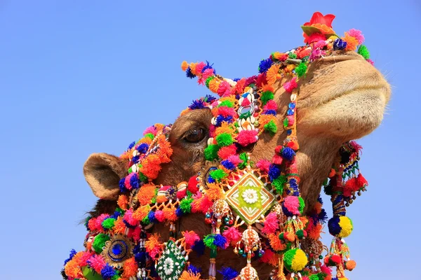 Portrait of decorated camel at Desert Festival, Jaisalmer, India — Stock Photo, Image