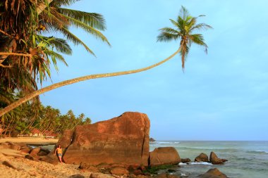 palmiye ağacı unawatuna beach, sri lanka büyük kayalar ile eğilerek