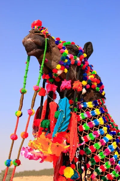 Porträtt av dekorerad kamel i öknen festival, jaisalmer, Indien — Stockfoto