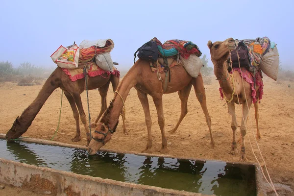 Camels drinking from reservoir in a morning fog during camel saf — Stock Photo, Image