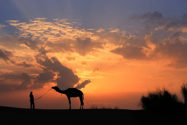 Silhouetted person with a camel at sunset, Thar desert near Jais — Stock Photo, Image