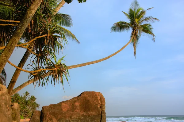Schiefe Palme mit großen Felsen, unawatuna Strand, sri lanka — Stockfoto