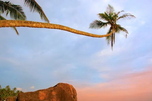 Leaning palm tree with big rocks, Unawatuna beach, Sri Lanka — Stock Photo, Image