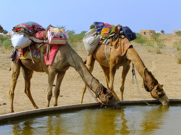 Kameler dring från reservoaren i en liten by under kamel safa — Stockfoto