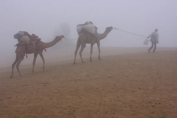 Guia local com camelos caminhando no nevoeiro da manhã cedo, Thar deser — Fotografia de Stock