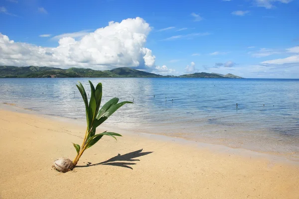 Palm fa Kihajt egy trópusi tengerparton, Nananu-i-Ra island, Fidzsi-szigetek — Stock Fotó