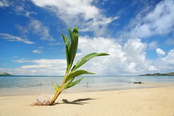 Palm boom sprout op een tropisch strand, Nananu-i-Ra eiland, Fiji — Stockfoto