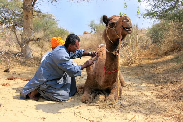 Lokal guide grooming hans kamel under safari, Thar öknen, Indien — Stockfoto