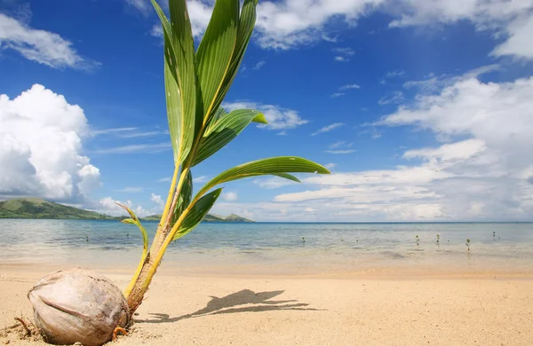 열 대 해변, Nananu i 라 섬, 피지에 팜 나무 새싹 — 스톡 사진