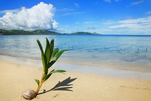 Palm tree výhonek na tropické pláži, Nananu-i-Ra island, Fidži — Stock fotografie