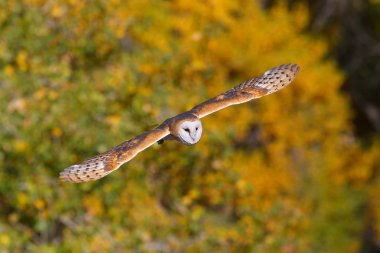 Uçan Baykuş Ahırı