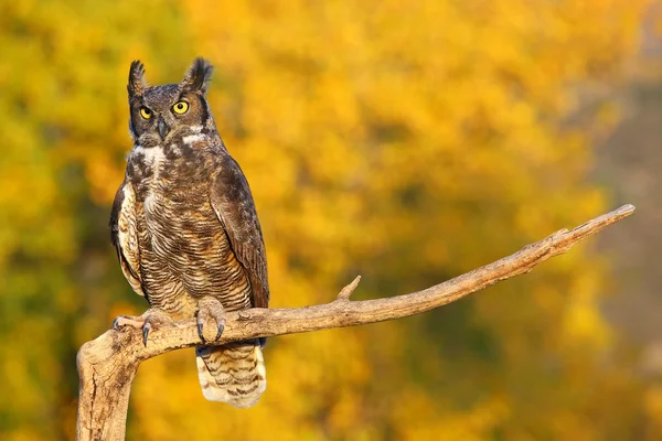 Great horned owl sitter på en pinne — Stockfoto