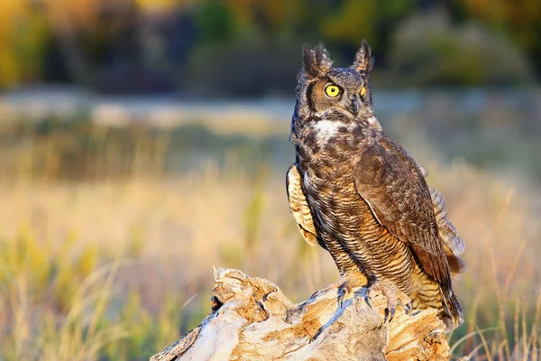Great horned owl sitting on a stump — Stock Photo, Image
