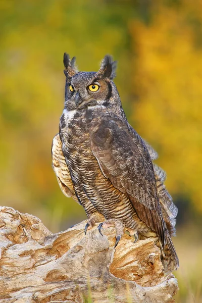 Great horned owl sitta på en stubbe — Stockfoto