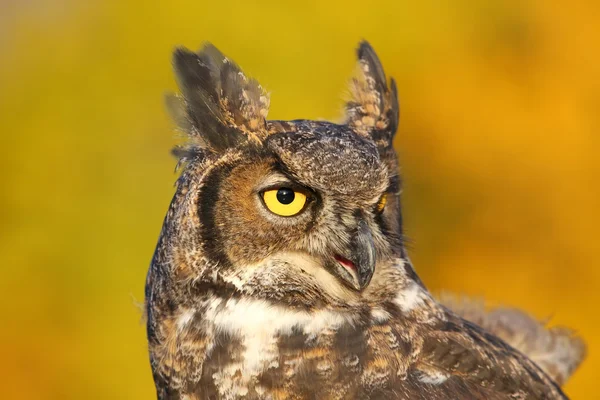 Retrato de gran búho con cuernos — Foto de Stock