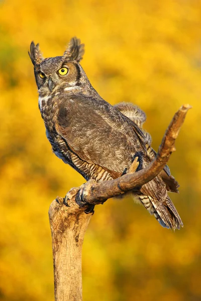 Gran búho con cuernos sentado en un palo — Foto de Stock