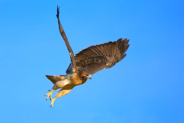 Red - tailed hawk tijdens de vlucht — Stockfoto