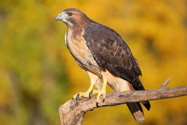 Rotschwanzfalke sitzt auf einem Stock — Stockfoto