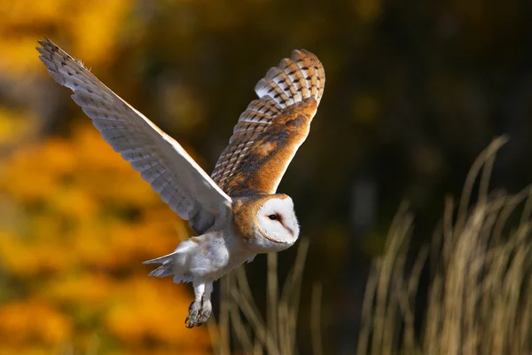 Barn owl in flight — Stock Photo, Image