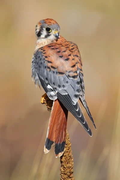 Amerikanischer Turmfalke sitzt auf einer Königskerze — Stockfoto