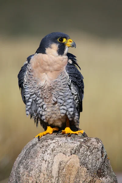 Wanderfalke sitzt auf einem Felsen — Stockfoto