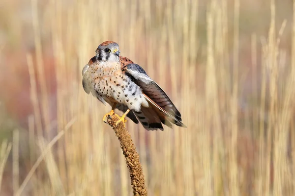 American kestrel sitting on a mullein — Stock Photo, Image