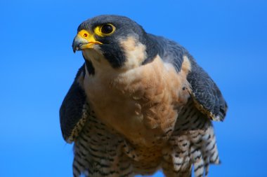 Peregrine falcon bir sopa üzerinde oturan