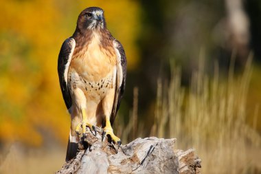 Kırmızı - kuyruklu bir güdük üzerinde oturan Şahin