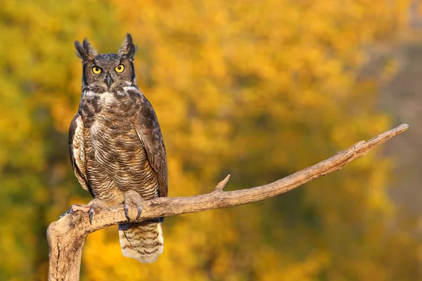 Gran búho con cuernos sentado en un palo — Foto de Stock