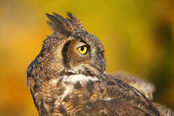 Porträtt av Great horned owl — Stockfoto